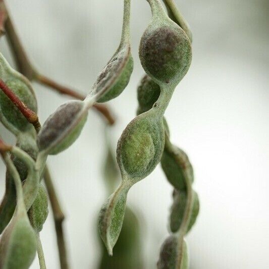 Acacia mearnsii Autre