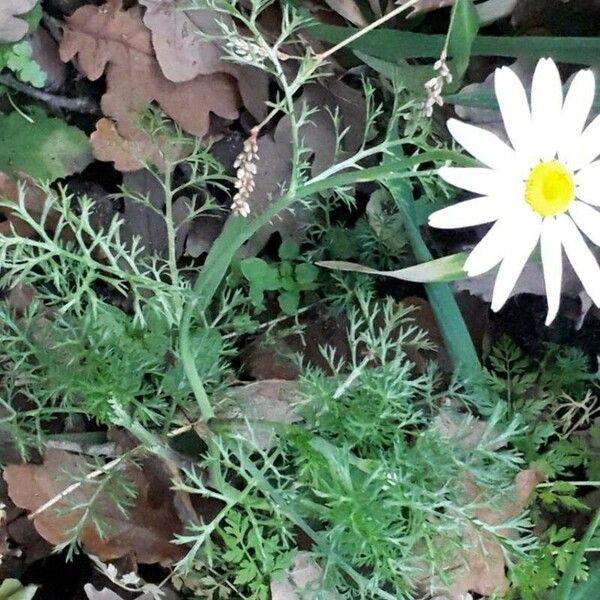 Anthemis cotula പുഷ്പം