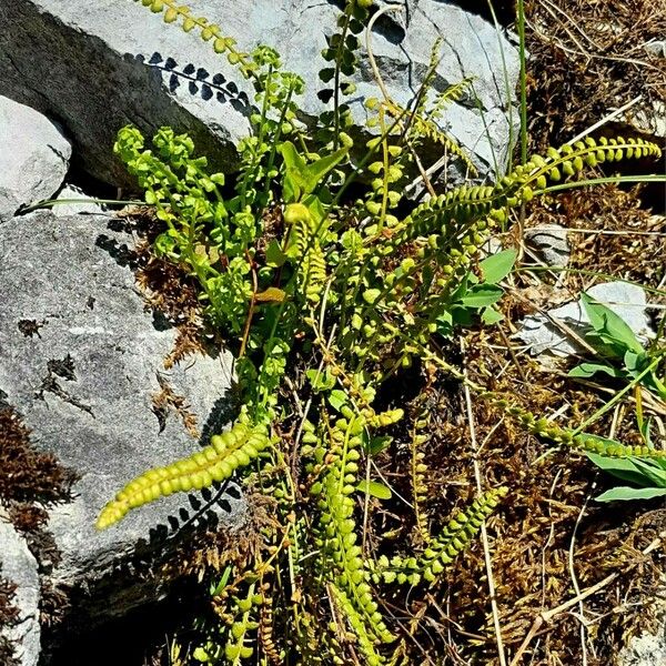 Asplenium viride Habitus