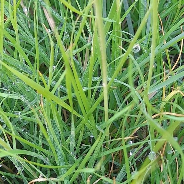 Stipellula capensis Blad