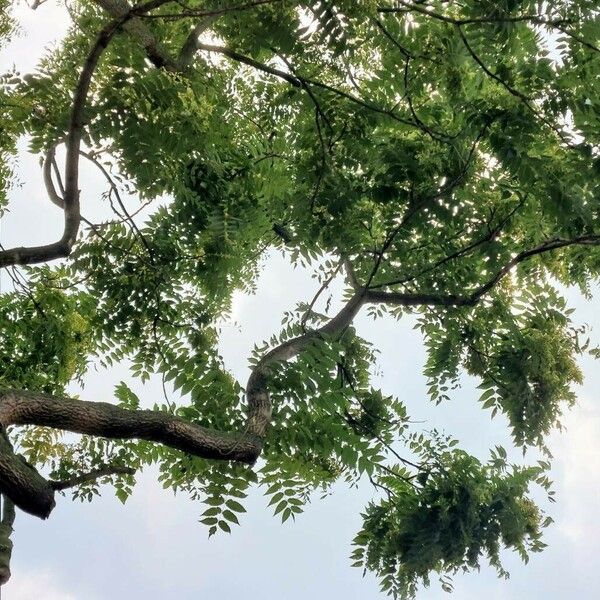 Ailanthus altissima Leaf