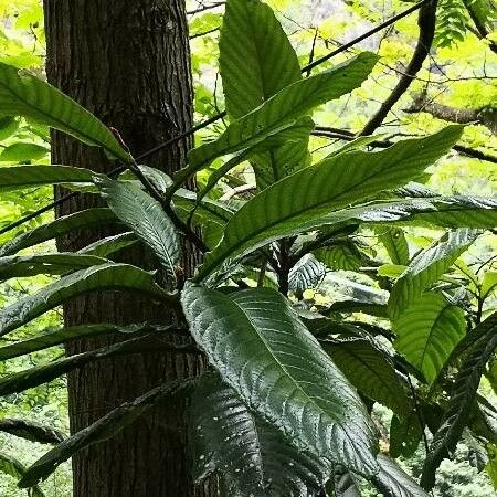 Camptotheca acuminata Leaf