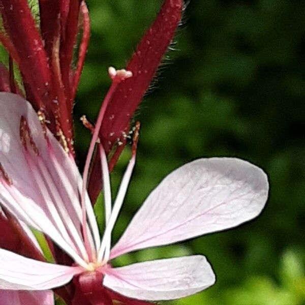 Oenothera gaura Žiedas