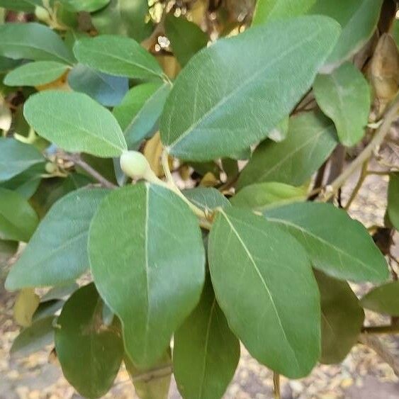 Lagunaria patersonia Fulla