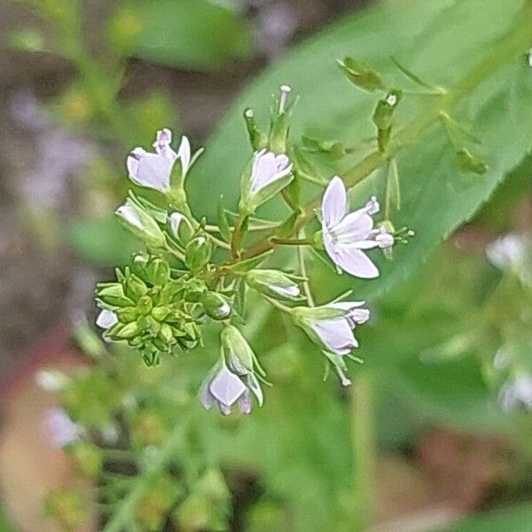 Veronica anagallis-aquatica Fiore