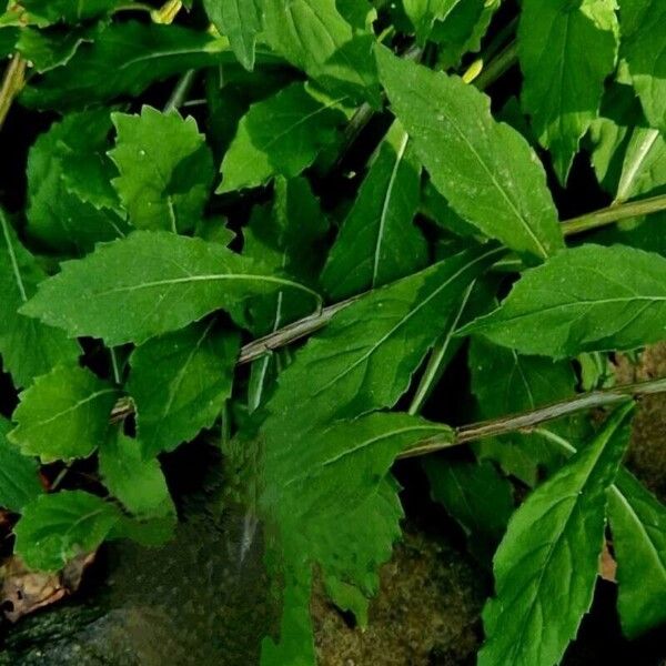 Adenophora pereskiifolia Blatt