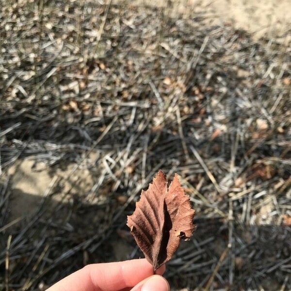 Betula occidentalis Folla