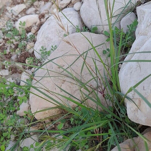 Aristida adscensionis Прочее