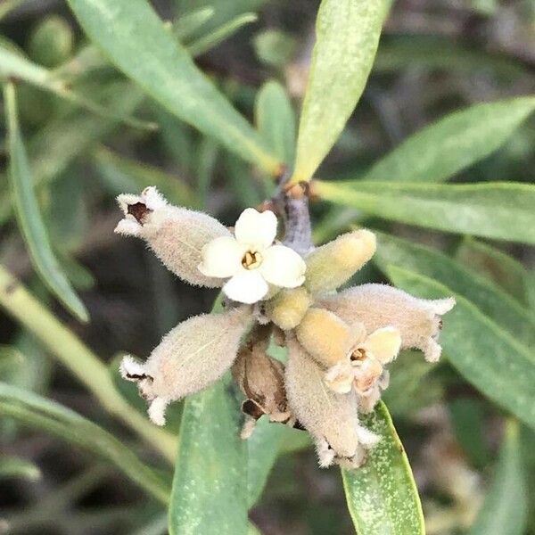 Daphne mucronata Flower