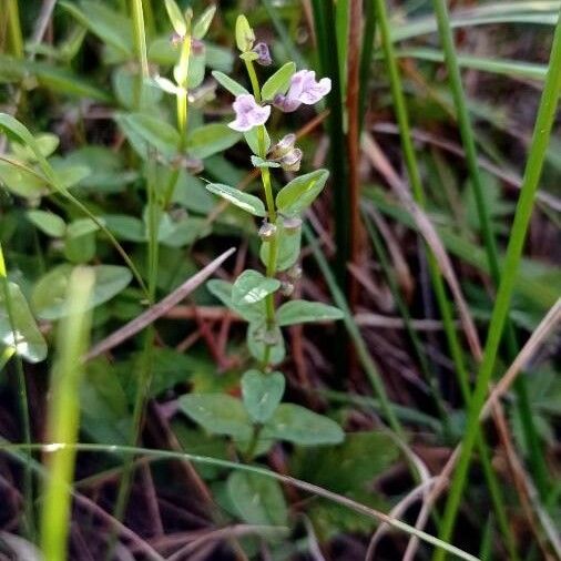 Scutellaria minor Flor