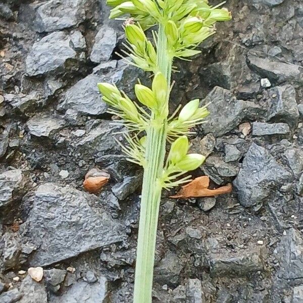 Setaria verticillata Кора