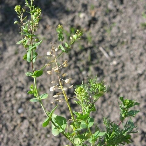 Lepidium perfoliatum 整株植物