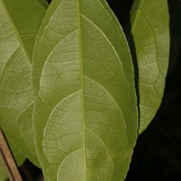 Amanoa guianensis Feuille