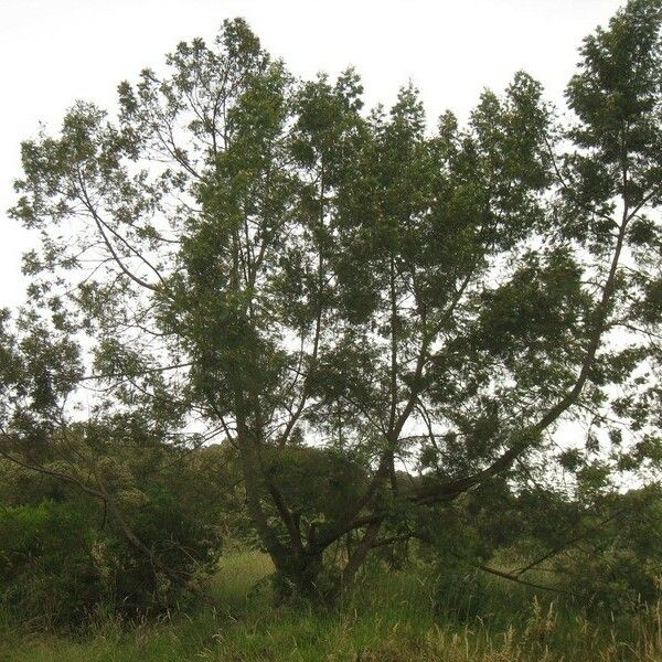 Acacia mearnsii Alkat (teljes növény)