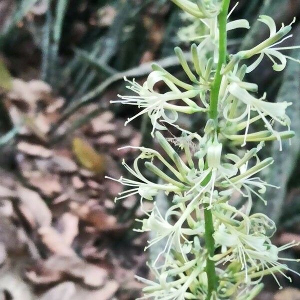 Sansevieria metallica Flor