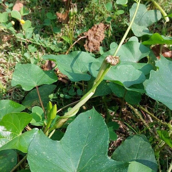 Ipomoea alba পাতা