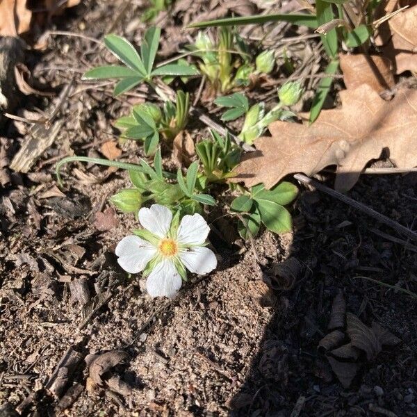 Potentilla alba Flower