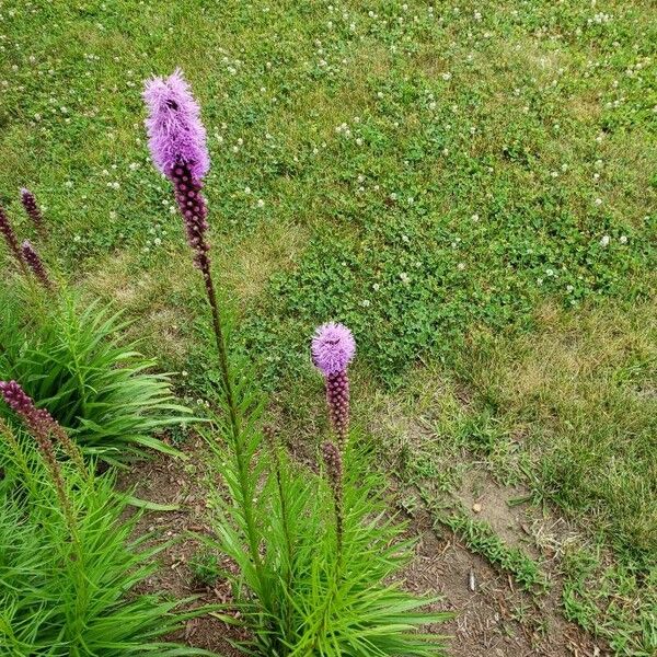 Liatris pycnostachya Облик