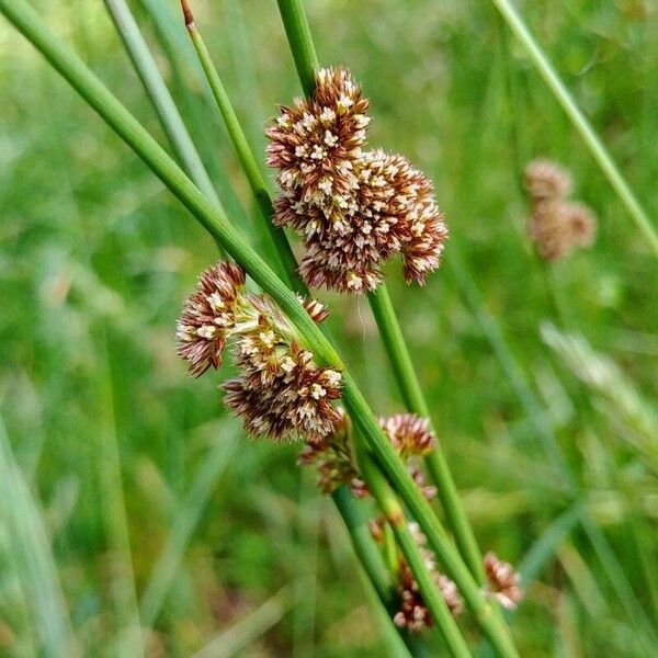 Juncus conglomeratus फूल