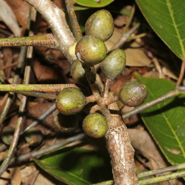 Bursera simaruba Fruit