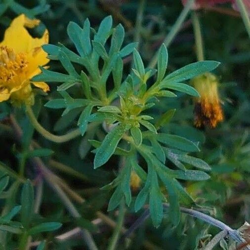 Bidens ferulifolia List