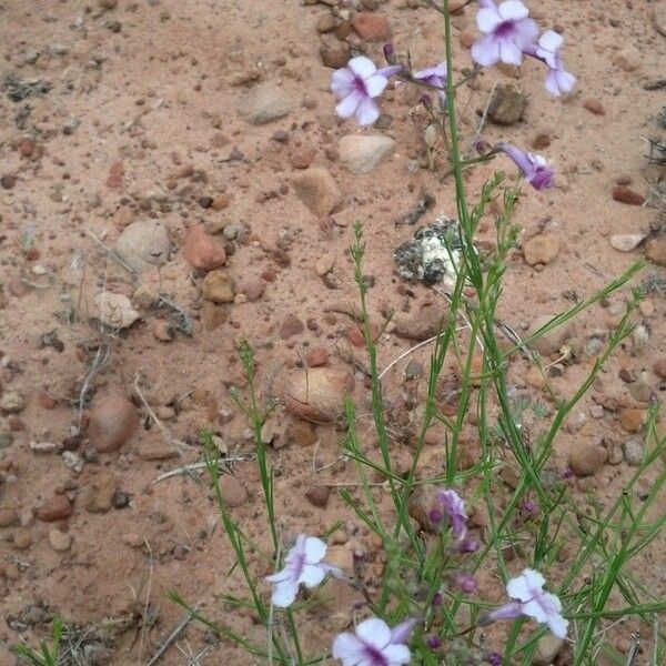 Penstemon ambiguus Alkat (teljes növény)