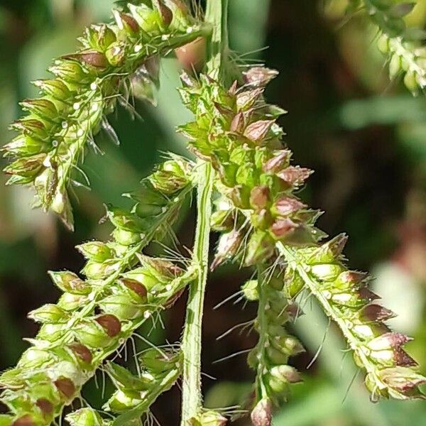 Echinochloa crus-galli Frucht