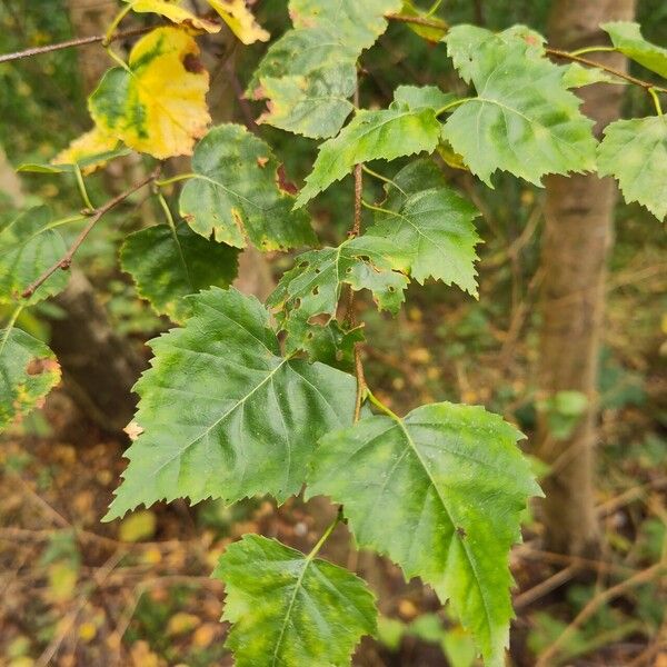 Betula pendula Leaf