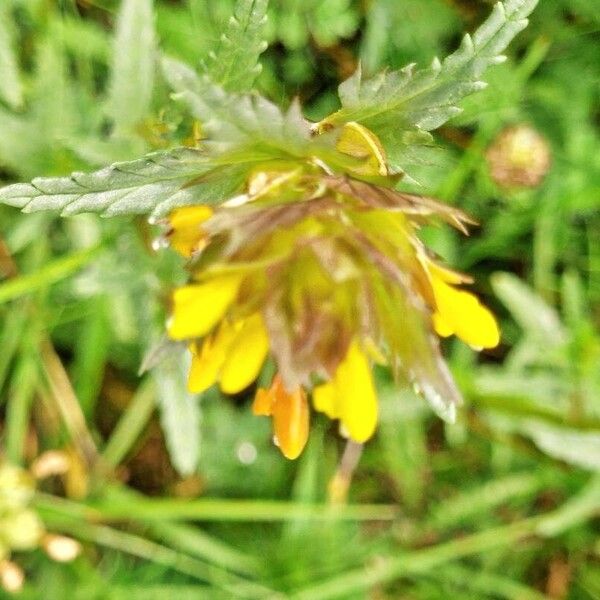 Rhinanthus minor Fleur