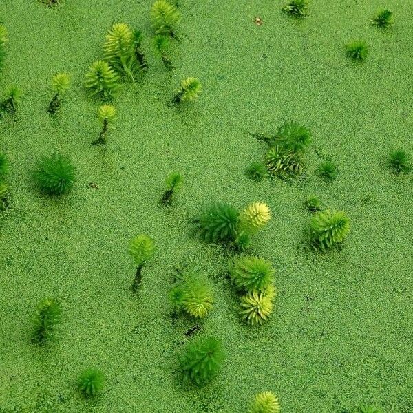 Myriophyllum aquaticum Fuelha