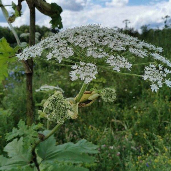 Heracleum sosnowskyi Kwiat