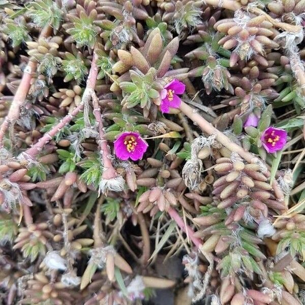 Portulaca pilosa Virág