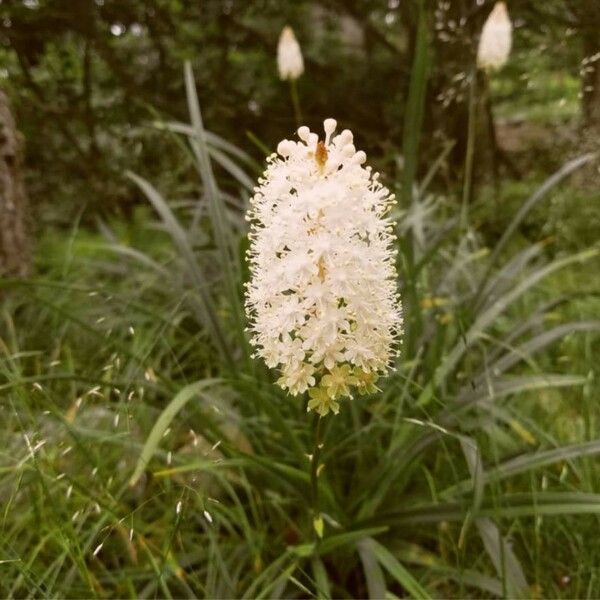 Amianthium muscitoxicum फूल