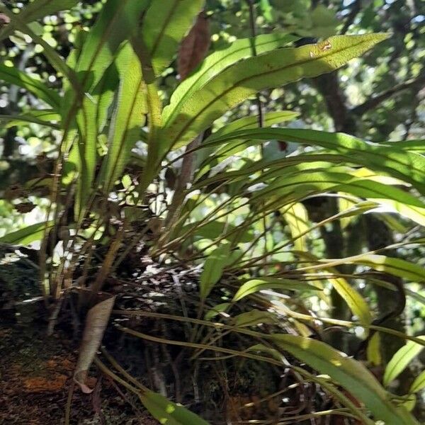 Elaphoglossum eggersii (Jamaican tonguefern)