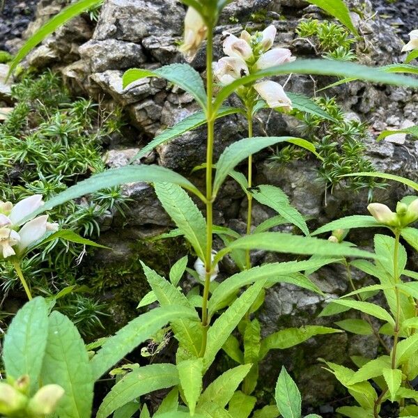 Chelone glabra 葉