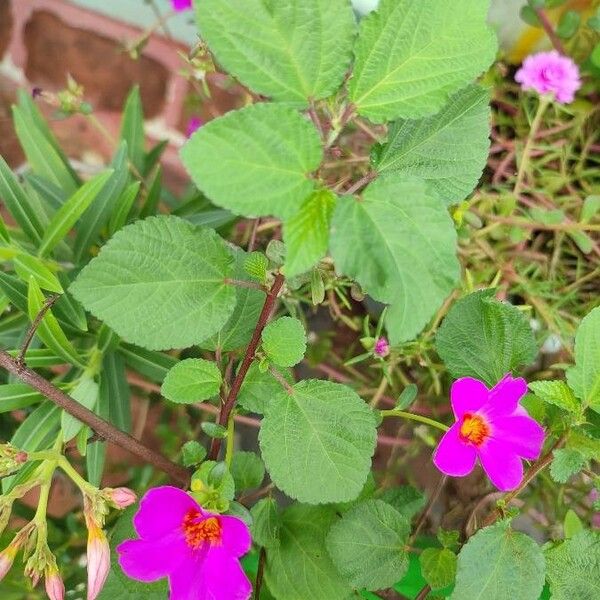 Pavonia lasiopetala Flor