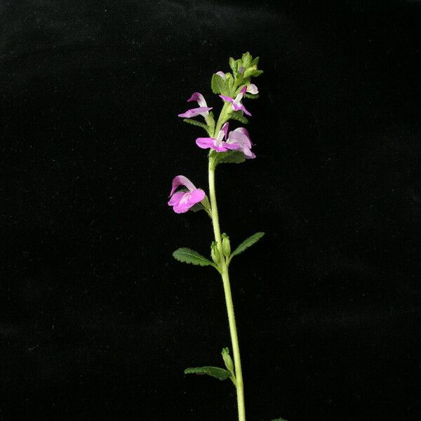 Pedicularis bifida Habit