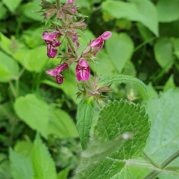 Stachys sylvatica Kukka