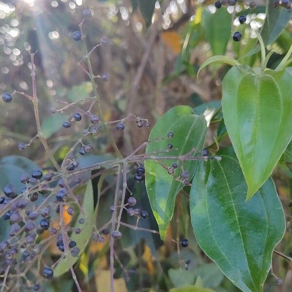 Miconia minutiflora Leht