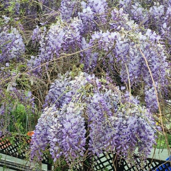 Wisteria sinensis Blomst