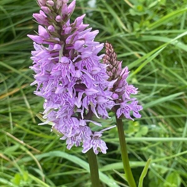 Dactylorhiza maculata Flower