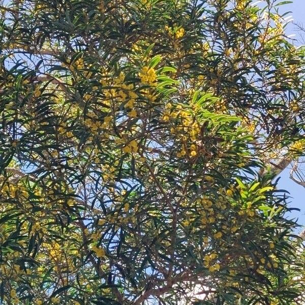 Acacia confusa Blatt