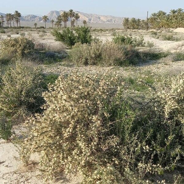 Astragalus armatus Habit