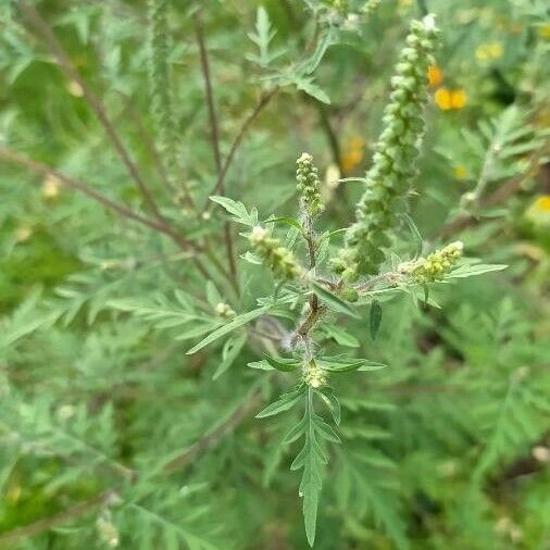 Ambrosia artemisiifolia 花