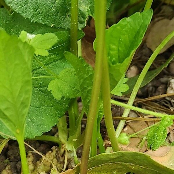 Viola sororia Kabuk