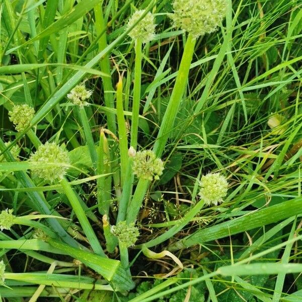 Allium fistulosum Flower