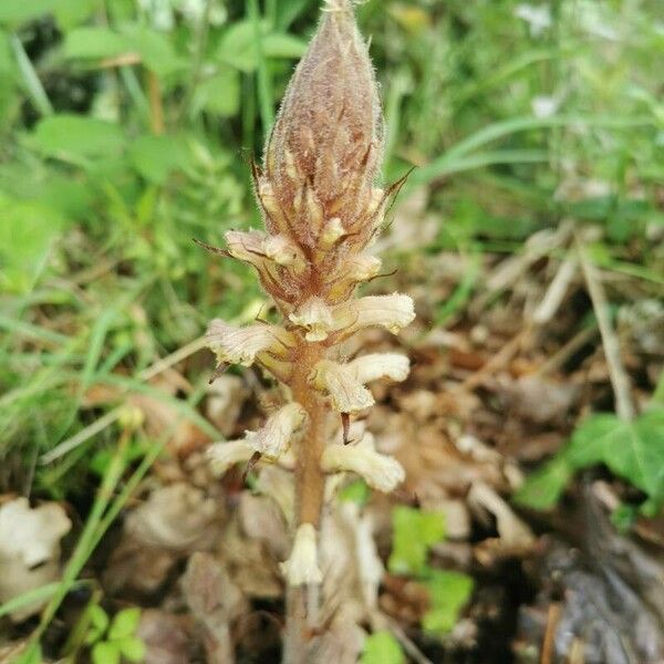 Orobanche minor Blomma