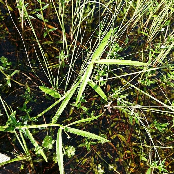 Caperonia castaneifolia Habitus