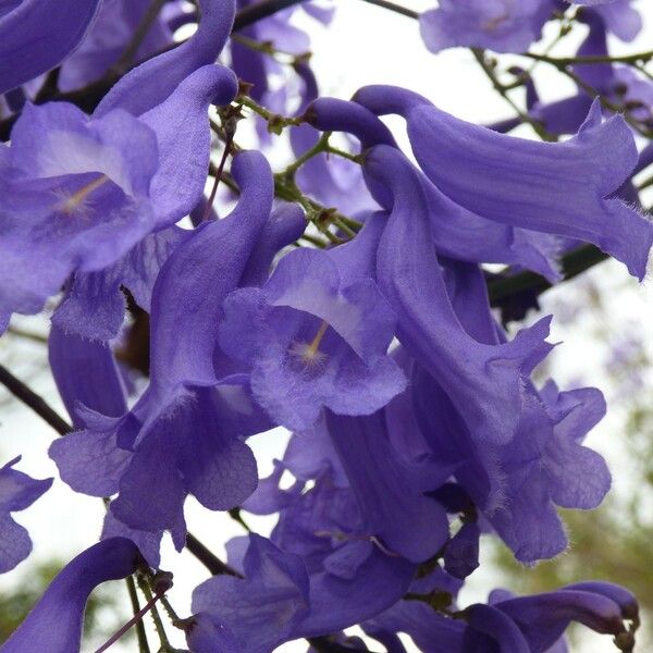 Jacaranda mimosifolia Flor