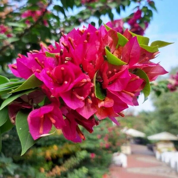 Bougainvillea spectabilis Květ